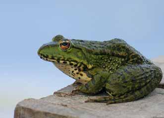 A ritroso, il ciclo vitale di un Anuro tipico, la Rana verde maggiore, Pelophylax ridibundus: ( ) l adulto è un animale polmonato, privo di coda e compiutamente anfibio, che vive in acqua o sulla