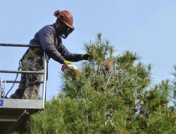 La lotta meccanica consiste nel prelevare manualmente i nidi per mezzo di cesoie e distruggerli. La distruzione si effettua per incenerimento al fine di evitare la dispersione dei peli urticanti.