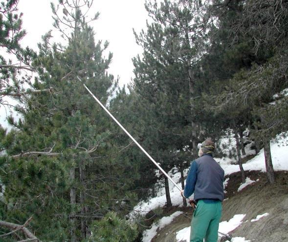 Lotta meccanica Ecologica vantaggi svantaggi Necessita di mano d opera qualificata Facile da effettuare se gli alberi sono di altezza inferiore a 6 m.