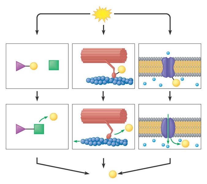 L ATP libera energia utile per le reazioni endoergoniche attraverso la fosforilazione. La fosforilazione è il trasferimento di un gruppo fosfato a una molecola per renderla più reattiva.