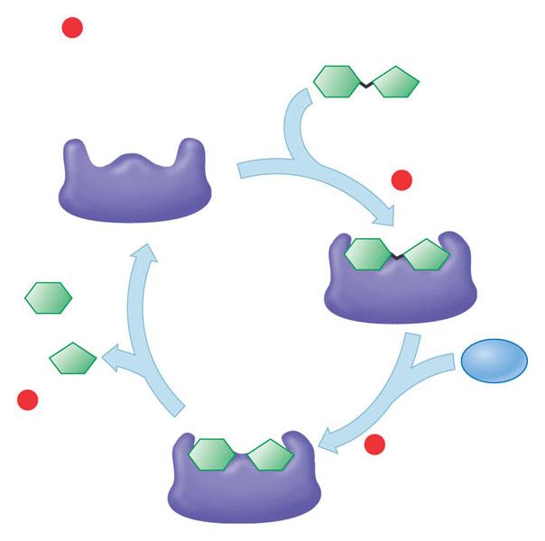 Esempio di reazione catalizzata da un enzima: Glucosio 1 Enzima disponibile con il sito attivo vuoto Sito attivo Enzima (saccarasi) Substrato (saccarosio) Il