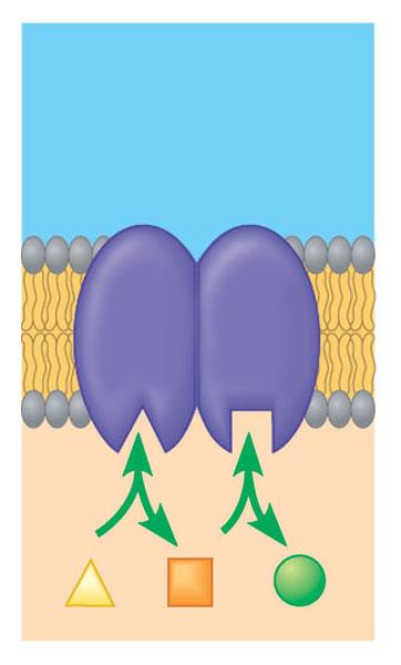 5.10 Grazie alle proteine, la membrana plasmatica svolge molteplici funzioni Molte proteine della membrana plasmatica