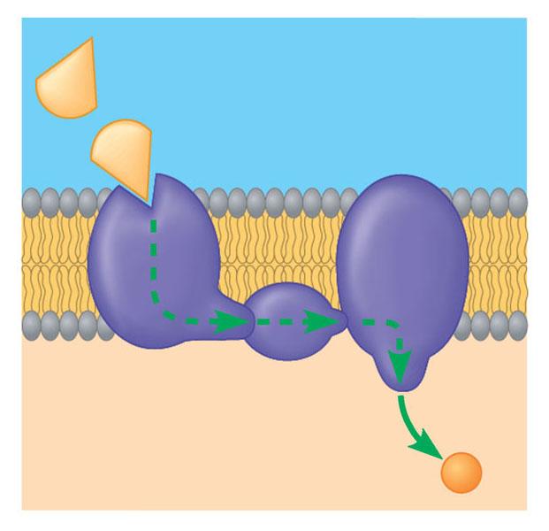 Altre proteine di membrana funzionano da recettori di messaggeri chimici