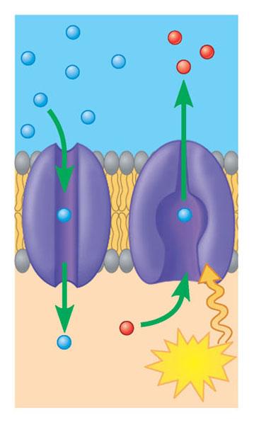 Alcune proteine di membrana hanno una funzione di trasporto e