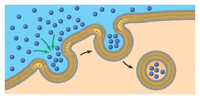 Nel processo inverso all esocitosi, l endocitosi, la cellula ingloba le macromolecole o altre