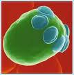 PCA per analisi di DNA-microarray: Sporulazione del Saccharomyces cerevisiae Dati: 6118 campioni di espressini di geni noti della Saccharomyces cerevisiae organismo unicellulare appartenete al regno