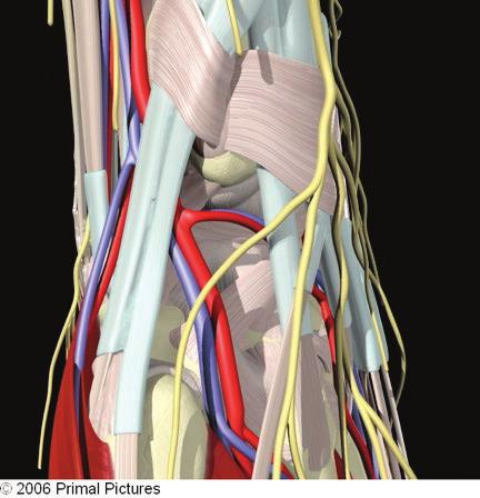 Surgical Technique Guide 2 ND Dorsal Compar tment 1 ST Dorsal Compar tment Dorsal Radius Volar Ulna STEP 2 Stabilire il punto