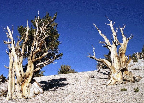 2 Fattori ecologici che influenzano la vita delle piante, corologia e zone fitoclimatiche Corso Accompagnatori di Media Montagna - Collegio