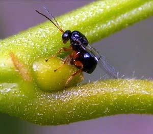 CINIPIDE DEL CASTAGNO caratteristiche Dryocosmus kuriphilus Il cinipide svolge 1 sola generazione all anno, con la comparsa degli adulti da fine