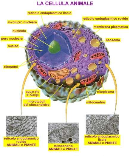 Le dimensioni delle cellule Il diametro medio di una cellula si aggira intorno ai 10 50 µm