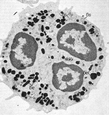 Microscopio ottico Microscopio elettronico Lo stesso tipo cellulare fotografato al