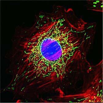 Mitocondri Biotecnologie Microscopia in fluorescenza Mitocondri: fluorocromo verde.