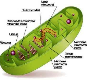 Le membrane mitocondriali dividono i mitocondri in due compartimenti pieni di fluido Matrice: Consistenza di gel, dovuta all elevata concentrazione di proteine idrosolubili (< 500 mg/ml).