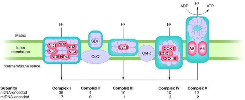 DNA mitocondriale [2] La catena respiratoria mitocondriale. Le subunità codificate dal DNAnucleare sono in viola, mentre le subunità codificate dal mtdna sono in fucsia.