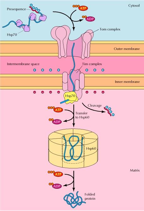 gov/books/nbk9896/figure/a1633/ Le proteine sono indirizzate ai mitocondri mediante una pre sequenza N terminale che contiene aminoacidi carichi positivamente.