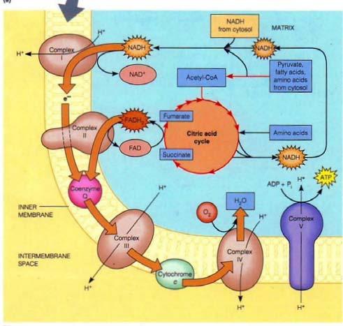 Conversione di energia [2] Nei procarioti la membrana che viene utilizzata per produrre ATP è la membrana plasmatica.