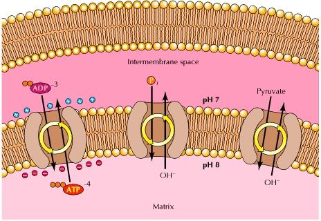 MOVIMENTO DEL PIRUVATO DAL CITOSOL VERSO LA MATRICE MITOCONDRIALE [1] Il piruvato formato nel citosol attraversa la membrana mitocondriale esterna attraverso le porine e la membrana mitocondriale