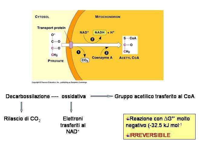 MOVIMENTO DEL PIRUVATO DAL CITOSOL VERSO LA MATRICE MITOCONDRIALE [2] Il complesso della piruvato deidrogenasi 3 atomi di carbonio 2 atomi di carbonio 1 atomo di carbonio Le molecole di piruvato