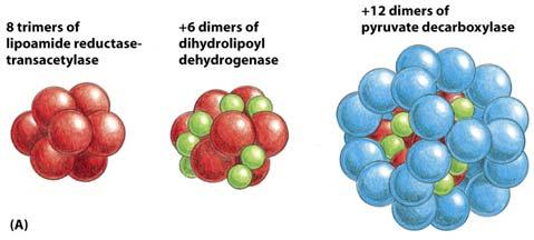 Ossidazione del piruvato ad acetilcoenzima A e a CO 2 (matrice