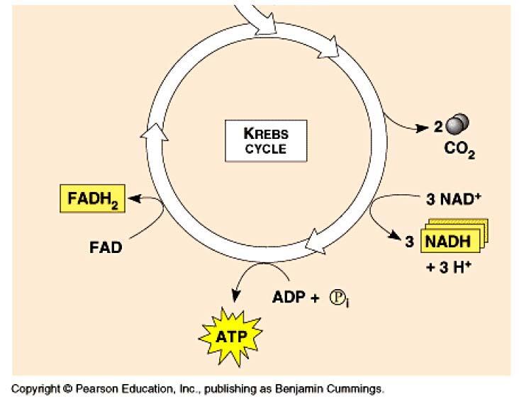 Funzioni del ciclo di Krebs Permette alla cellula di ossidare i prodotti del catabolismo degli zuccheri (GLICOLISI), dei lipidi e delle proteine.