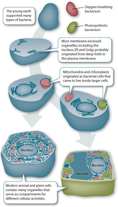 cloroplasti originarono da cellule batteriche che si sono trovate a vivere all interno di cellule di maggiori dimensioni http://learn.genetics.utah.