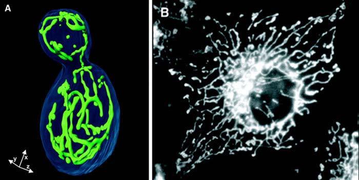 di una rete mitocondriale (verde) in una cellula del lievito Saccharomyces cerevisiae con mitocondri evidenziati con fluorocromo e