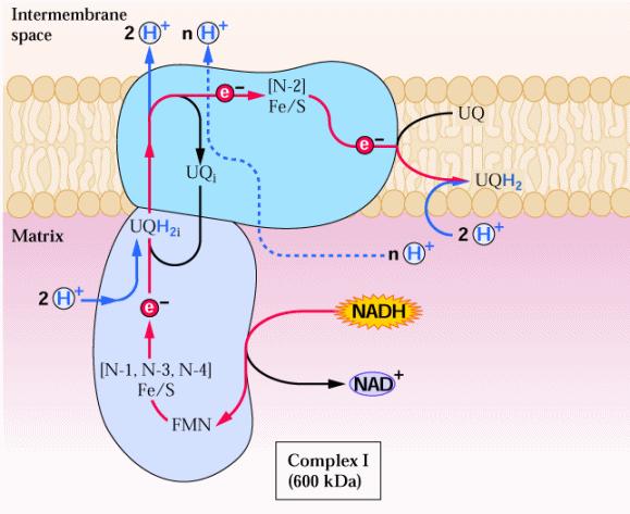 Complesso I: NADH deidrogenasi E costituito da 26 polipeptidi e 7 centri ferro-zolfo.