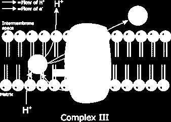 Complesso III: citocromo B, c 1 Questo complesso è noto come ubichinone citocromo C ossidoriduttasi L ubichinone ridotto trasferisce i suoi elettroni al complesso III che, a