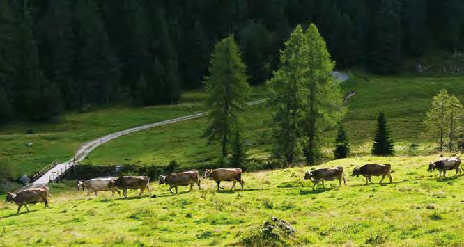 Un buon equipaggiamento, oltre che un buon orientamento, sono dunque consigliabili.