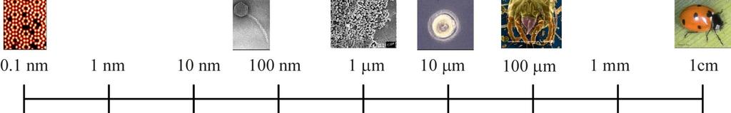 Confronto tra le diverse tecniche di microscopia Occhio umano Microscopia Ottica (TEM)