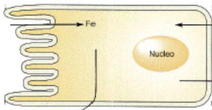 Assorbimento del ferro lume duodenale enterocita capillare Fe ingerito Fe 3+ Fe 2+ Fe 2+ Fe