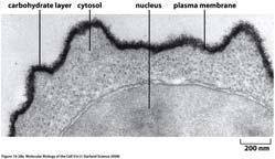 Membrana plasmatica GLICOCALICE 2 parte Glicosaminoglicani e proteoglicani http://biology-forums.com/index.php?