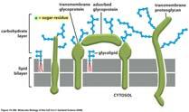 grande importanza biologica.