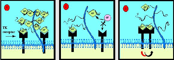 Le proteine core dei GLIPICANI sono proteine globulari stabilizzate da legami disolfuro (S S) ancorate alla membrana da un ancora di glicosilfosfatidilinositolo (GPI).