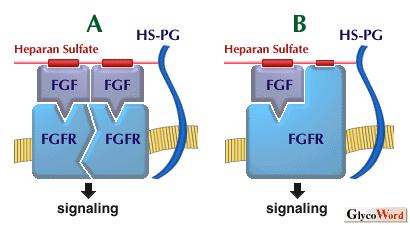 Modelli di interazione tra HS PG (proteoglicano ad eparan solfato) con il Fibroblast Growth Factor (FGF ) e con FGFR (recettore del FGF).