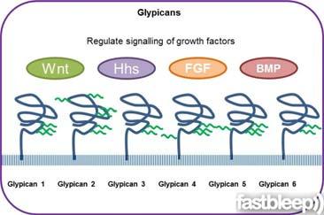 recettore. (B) Il segnalamento richiede la formazione di un complesso trimerico contenente HS, FGF, e FGFR. http://www.glycoforum.gr.