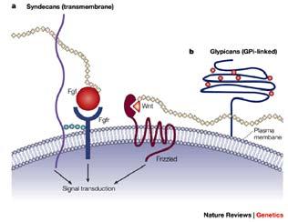 nlm.nih.gov/books/nbk21706/figure/a6580/ Heparan sulphate proteoglycans: the sweet side of development. Udo Häcker, Kent Nybakken & Norbert Perrimon.