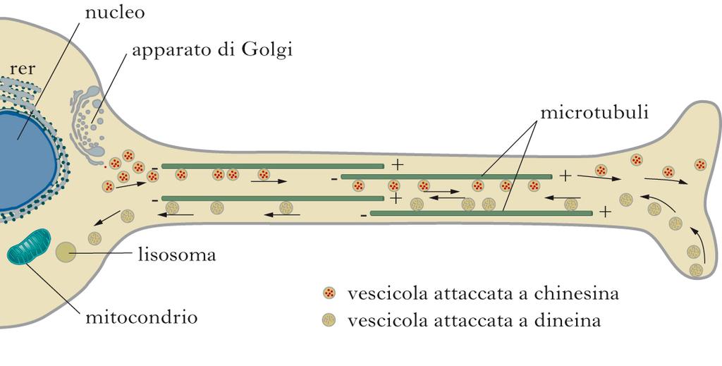 ciglia) - Nel movimento di