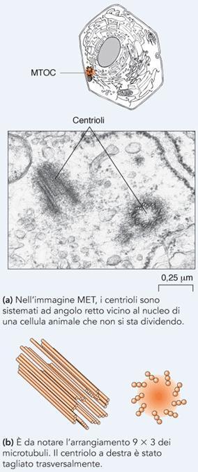 Centrosomi e centrioli sono importanti nella divisione cellulare I microtubuli sono ancorati con estremità meno a centri di