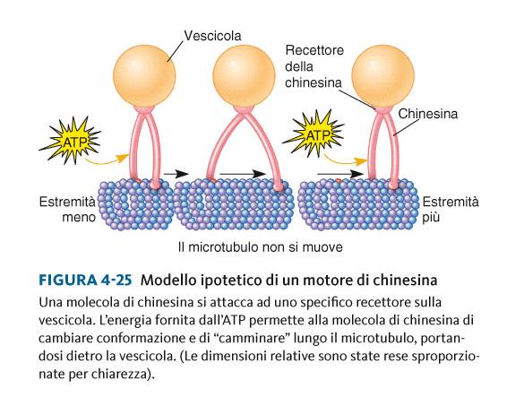 I microtubuli fungono da
