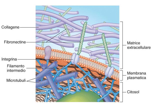 La matrice extracellulare Le cellule sono rivestite da