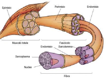 cellula muscolare e la