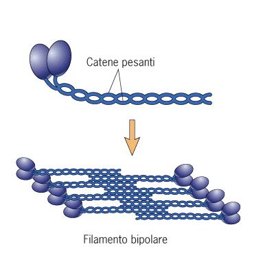 I FILAMENTI SPESSI Filamento spesso Costituito da 200-300 molecole di MIOSINA ognuna