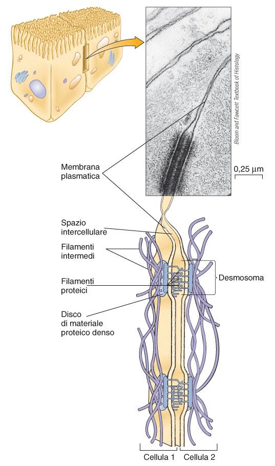 I desmosomi Mantengono saldamente unite cellule adiacenti Lasciano spazi tra le membrane attraverso cui possono passare sostanze Costituiti da