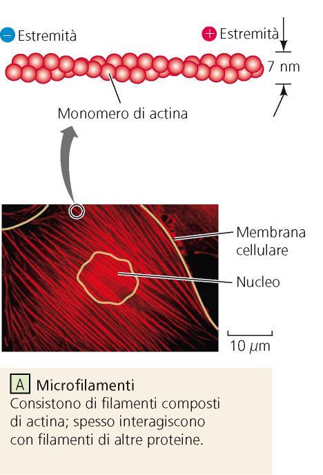 Microfilamenti o