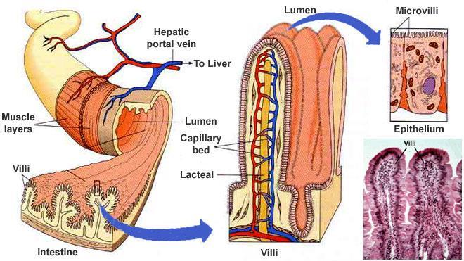 villi intestinali I villi intestinali sono rivestiti da un