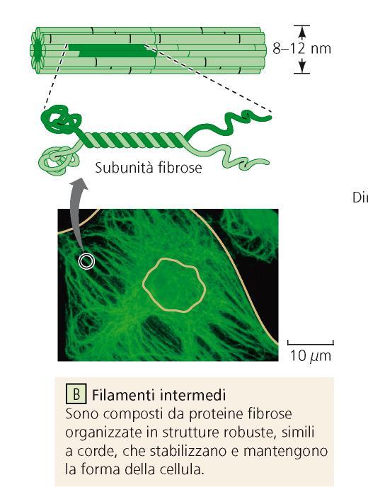 I filamenti intermedi Funzioni: Sostegno meccanico Stabilizzazione forma cellulare Esempi di filamenti intermedi Cheratine nelle cellule epiteliali Neurofilamenti nelle cellule nervose Nella sclerosi