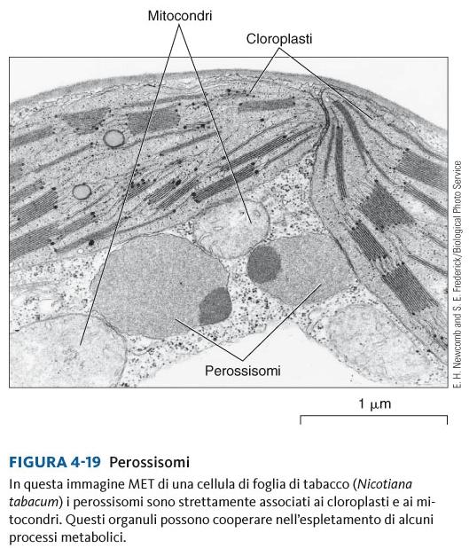 Alcuni perossisomi utilizzano l O 2 per scindere gli acidi grassi in molecole più piccole trasportate nei mitocondri e utilizzate come combustibile nella respirazione cellulare