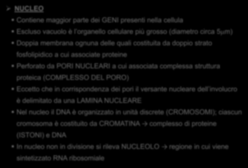 NUCLEO Contiene maggior parte dei GENI presenti nella cellula Escluso vacuolo è l organello cellulare più grosso (diametro circa 5µm) Doppia membrana ognuna delle quali