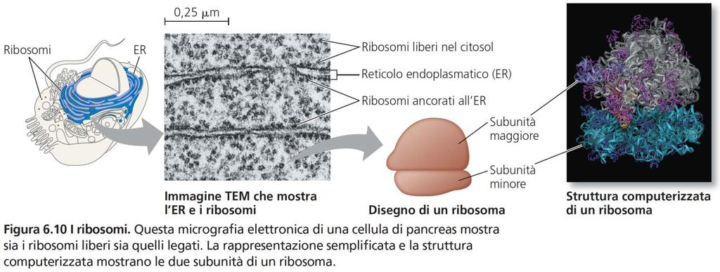 citoplasma delle cellule eucariotiche 70 S